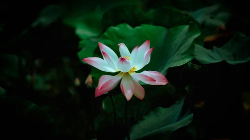 Ayurvedakur-Webinar: So läuft eine klassische Kur ab