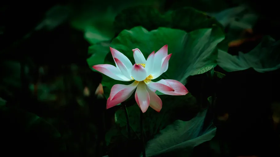 Pink lotus flower in dark green foliage.