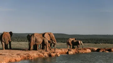 Elefanten trinken Wasser an einem Wasserloch.