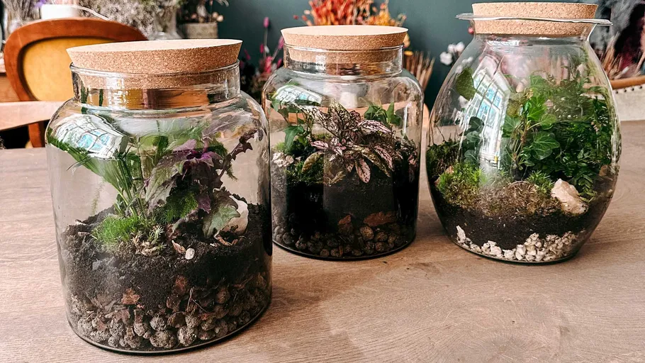 Three glass terrariums with plants on table.