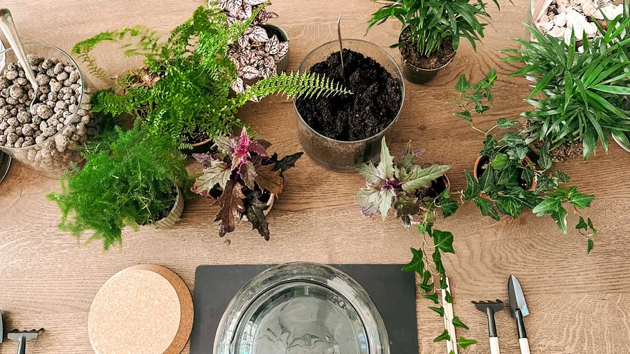 Plants and gardening tools on wooden table.