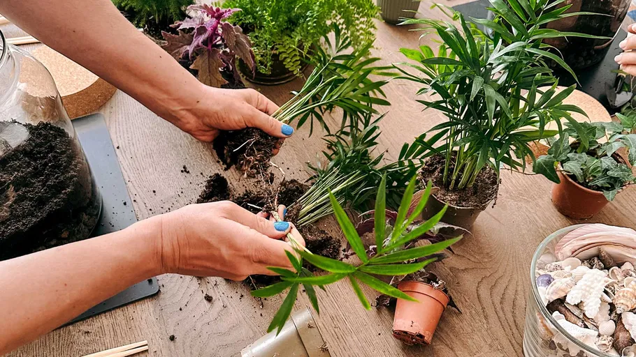 Hands transplanting plants on wooden table.
