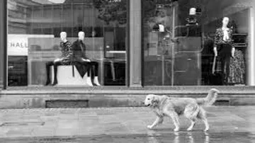 Dog walks past fashion store mannequins.