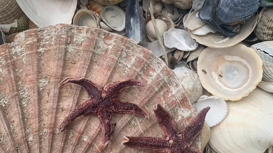 Two starfish on large seashells.