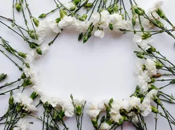 Weiße Blumen umrahmen einen leeren, weißen Hintergrund.