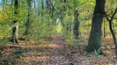 Waldweg bedeckt mit Herbstlaub.