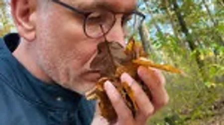Man smelling autumn leaves in forest.