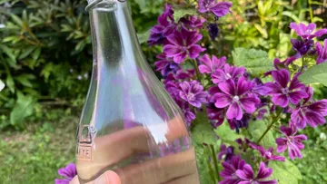 Hand holds glass bottle near purple flowers.