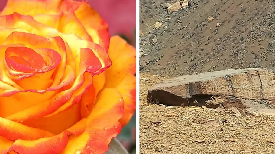 Close-up of a yellow-orange rose; arid rocky landscape.