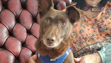 Brauner Hund sitzt auf Fraus Schoß drinnen.