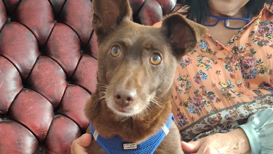 Brauner Hund sitzt auf Fraus Schoß drinnen.