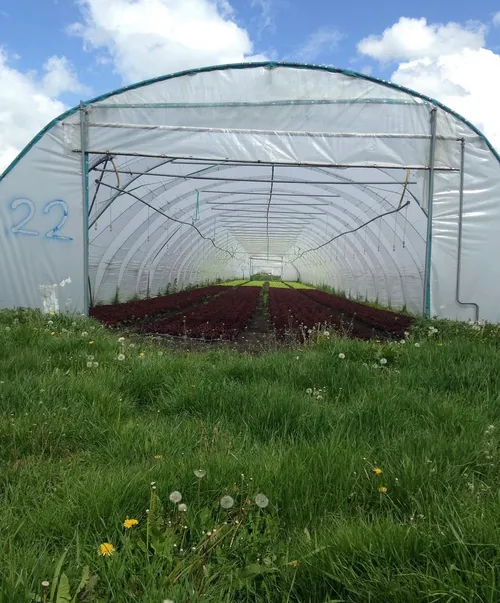 Greenhouse with rows of plants, grassy surroundings.