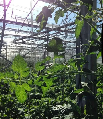 Tomato plants growing in a sunny greenhouse.