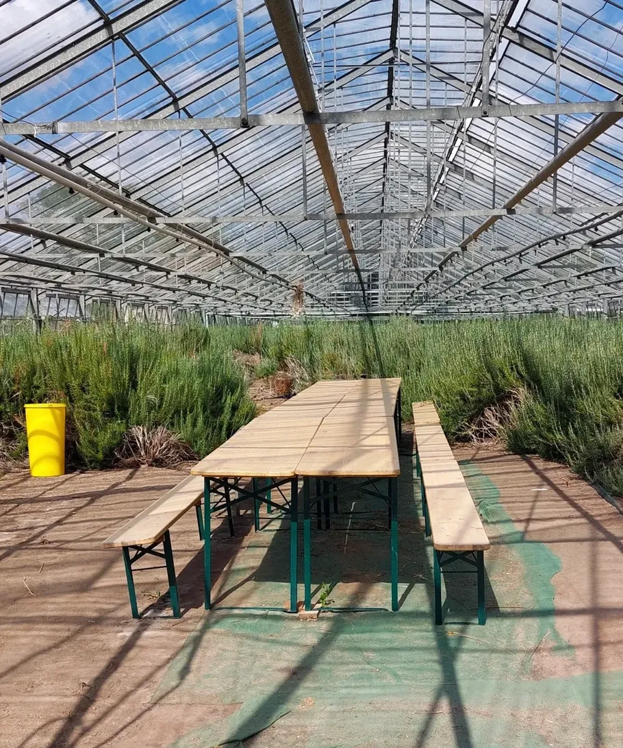Wooden tables and benches inside a greenhouse.