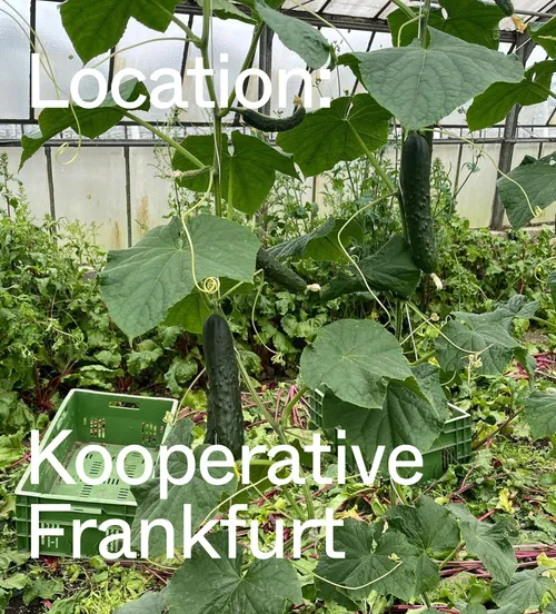 Cucumbers growing in a greenhouse garden.