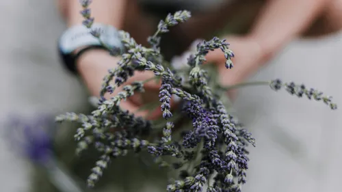 Person holding a lavender bouquet outdoors.