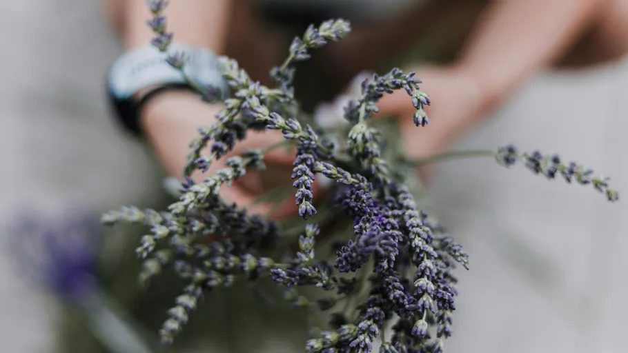 Person holding a lavender bouquet outdoors.