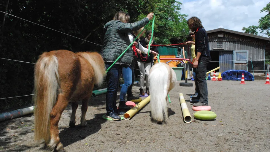 People guiding ponies through obstacle course outdoors.