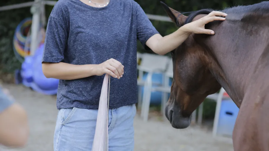 Person petting horse outdoors, holding cloth.