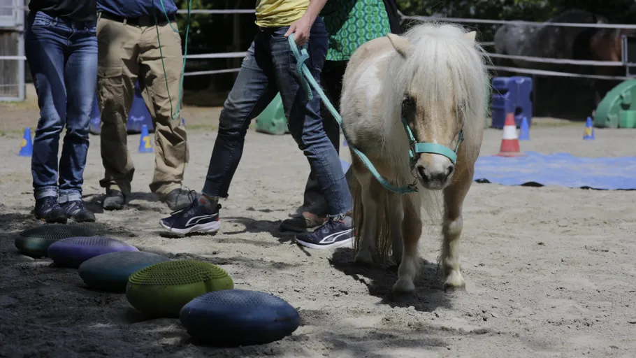 Pony led by people in outdoor arena.