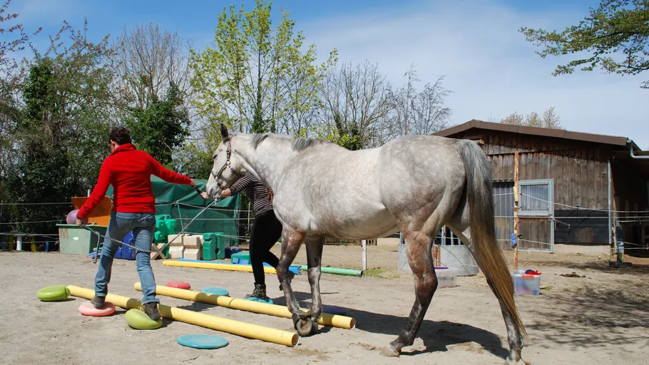Horse walking on obstacles with trainers outdoors.