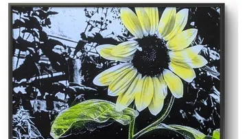 Gelbe Sonnenblume auf dunklem Hintergrund.