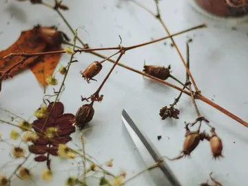 Getrocknete Pflanzen und ein Blatt, aufgehoben auf Tisch.