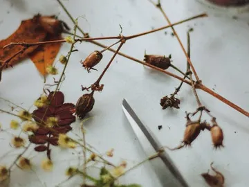 Dry plants and branches are laid out on a table.