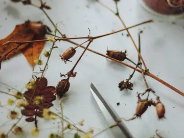 Trockenblumen und eine Schere liegen auf einem Tisch.