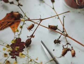 Trockene Zweige und Blumen liegen auf einem Tisch.