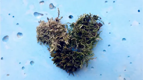 Moos in Herzform auf blauer Oberfläche.