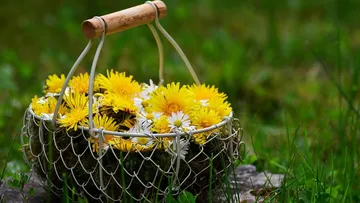 Basket of yellow flowers in grassy field.