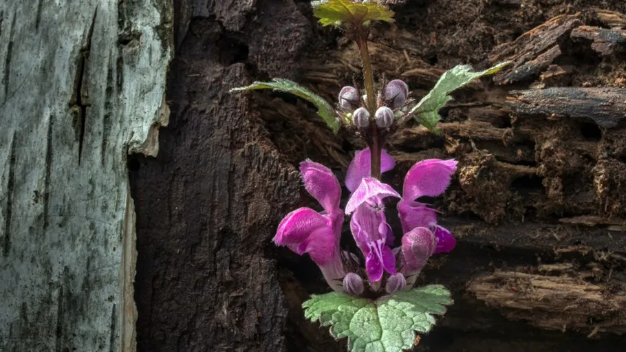 Lila Blume wächst auf einem Baumstamm.