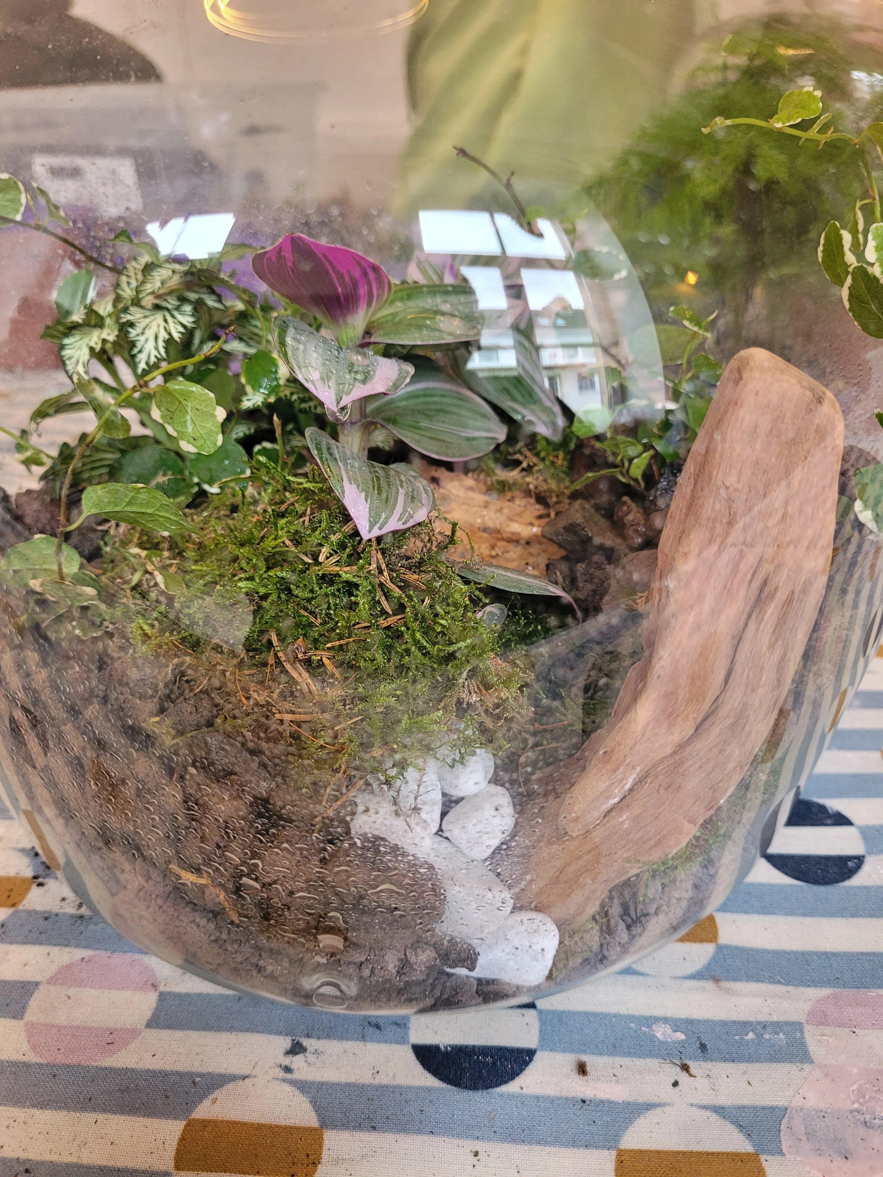 Terrarium with plants and wooden decoration inside.