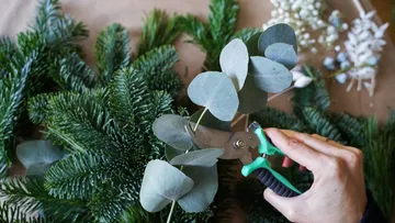 Hand schneidet Eukalyptuszweig mit Gartenschere.