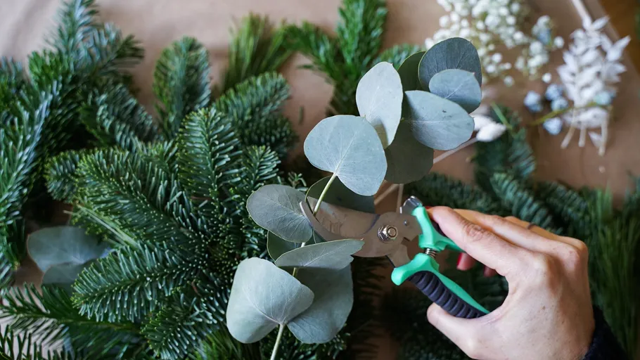 Hand schneidet Eukalyptuszweig mit Gartenschere.