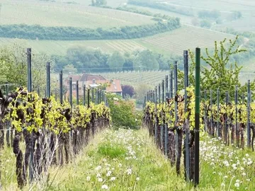 Grapevines grow between meadows in a hilly landscape.