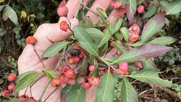 Hand hält einen Zweig mit rosa Beeren.