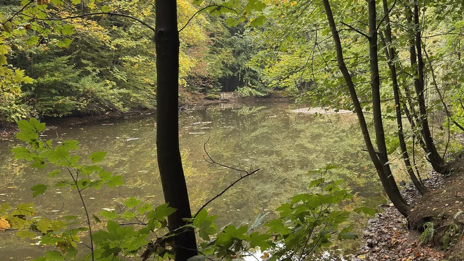 Forest pond with trees and reflections.