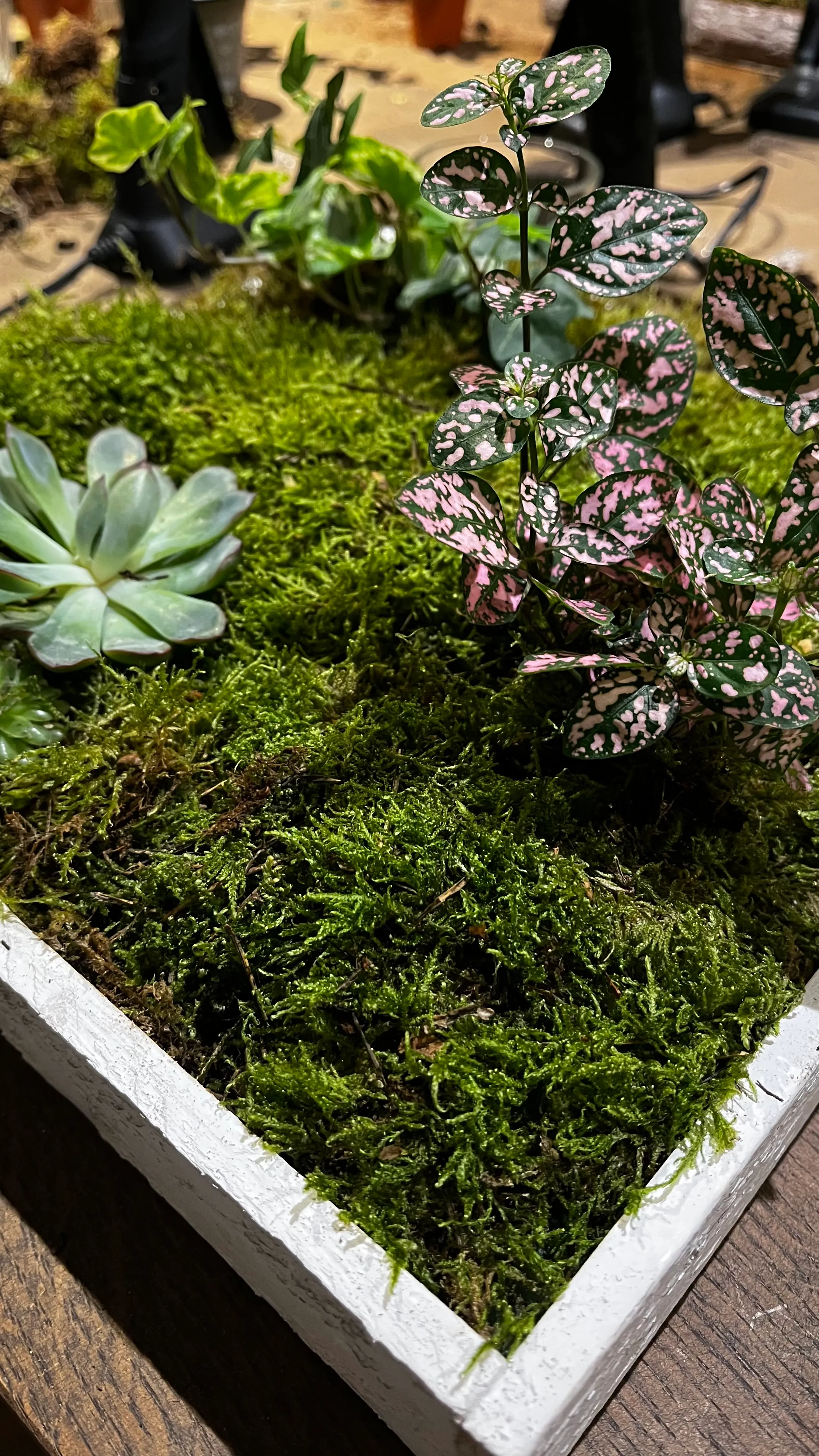 Succulent and plant in moss-filled planter box.