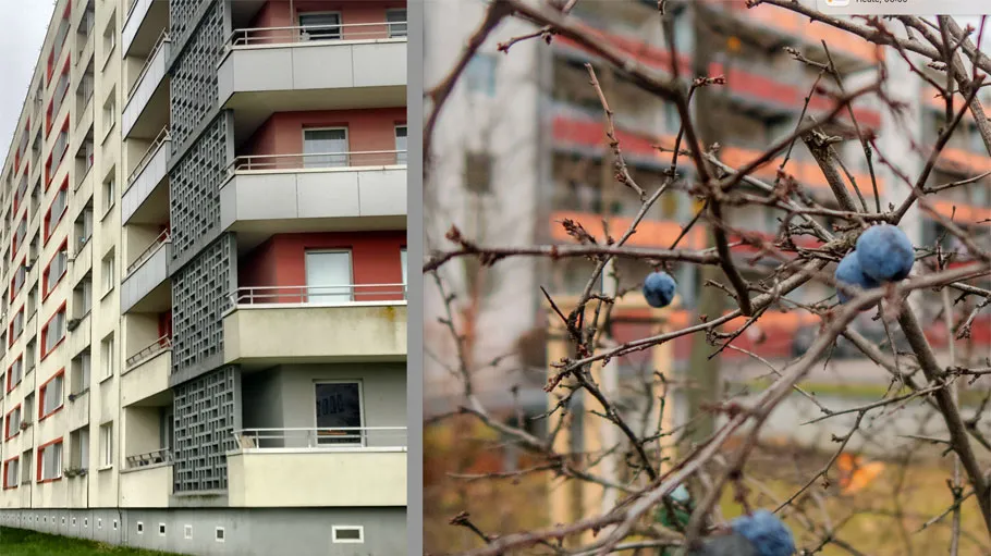 Gebäudeaußenwand und Zweige mit Beeren.