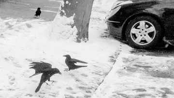 Krähen laufen und fliegen auf verschneiter Straße.