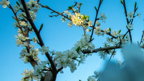 Blossoming branches in clear blue sky.