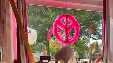 White cat explores shop with pink peace sign.