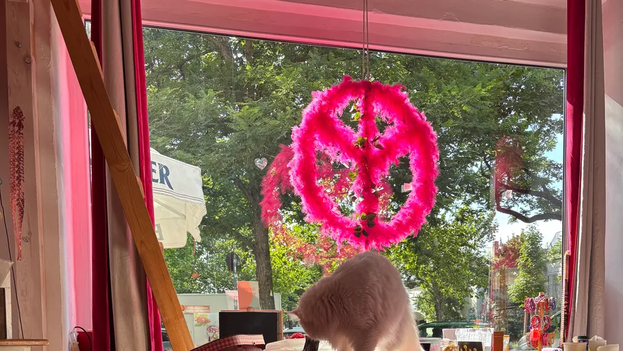 Weiße Katze erkundet Laden mit rosa Friedenszeichen.