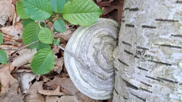 Fungus growing on tree with green leaves.