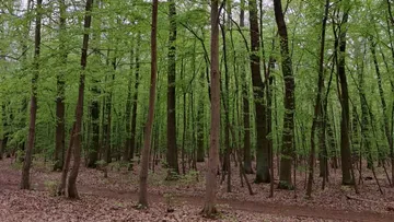 Green trees in a forest setting.