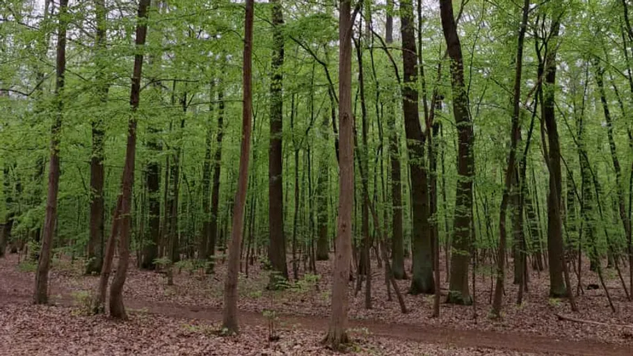 Green trees in a forest setting.