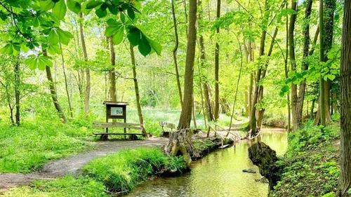 Bach fließt durch üppig grünen Wald.