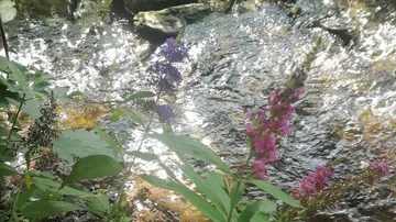 Flowers by a shimmering forest stream.